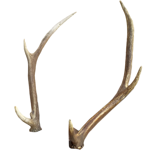 Eleven Hirsch liegend - Geweih