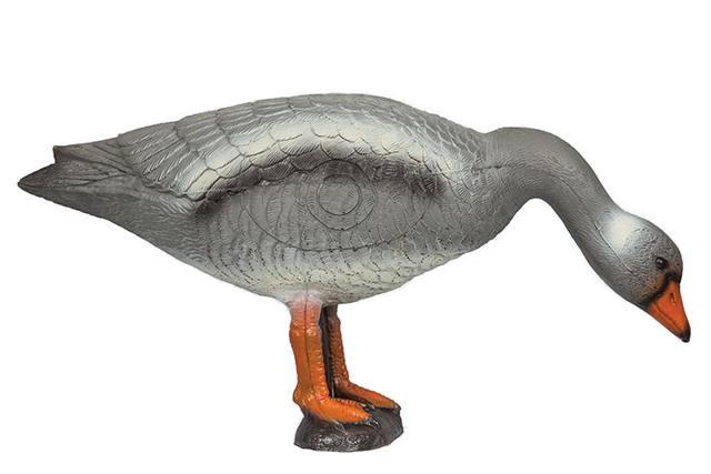 Franzbogen Graugans fressend