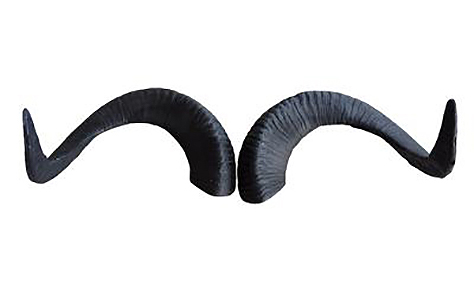 Leitold, 1 Paar Marco Polo Hörner