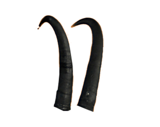 Eleven Gämse - Hörner